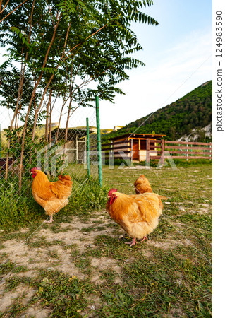 A group of chickens enjoying the late afternoon sun near a rustic barn in a rural setting A group of chickens enjoying the late afternoon sun near a rustic barn in a rural setting 124983590