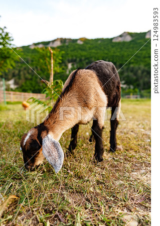 A friendly goat exploring a grassy field under a clear sky in a serene countryside A friendly goat exploring a grassy field under a clear sky in a serene countryside 124983593