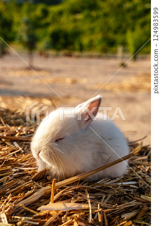 Cute white rabbit nibbling on a piece of straw in a sunny outdoor setting 124983599