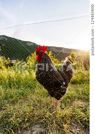 A solitary rooster wandering in a lush green pasture during sunse 124983600