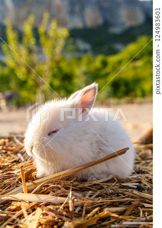 Cute white rabbit nibbling on a piece of straw in a sunny outdoor setting 124983601