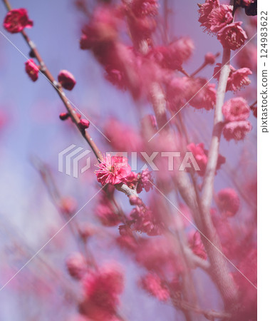 感受春天到來的梅花 124983622