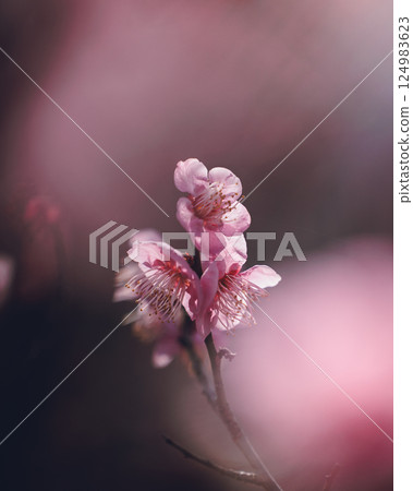 Portrait of plum blossoms floating on a black background 124983623