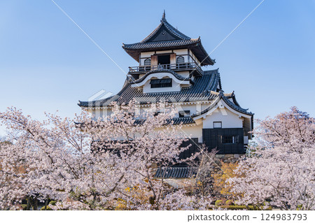 (Aichi Prefecture) National Treasure Inuyama Castle: Cherry Blossom Season 124983793