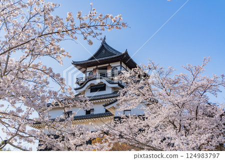 (Aichi Prefecture) National Treasure Inuyama Castle: Cherry Blossom Season (Aichi Prefecture) National Treasure Inuyama Castle: Cherry Blossom Season 124983797