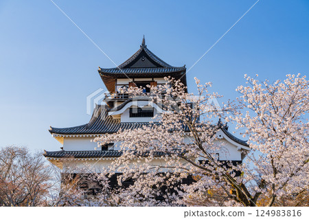 (Aichi Prefecture) National Treasure Inuyama Castle: Cherry Blossom Season (Aichi Prefecture) National Treasure Inuyama Castle: Cherry Blossom Season 124983816