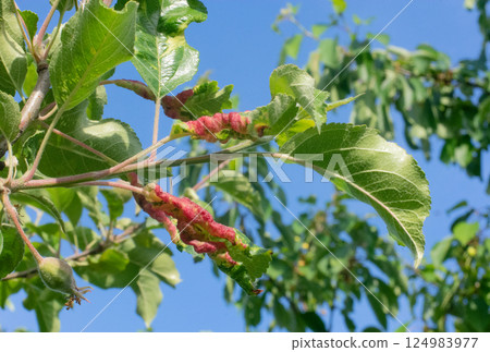 leaves of a fruit tree damaged by disease, twisted, reddened leaves of a fruit tree damaged by disease, twisted, reddened 124983977