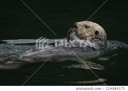 海獺 海獺 124984173