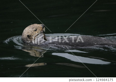 海獺 海獺 124984175