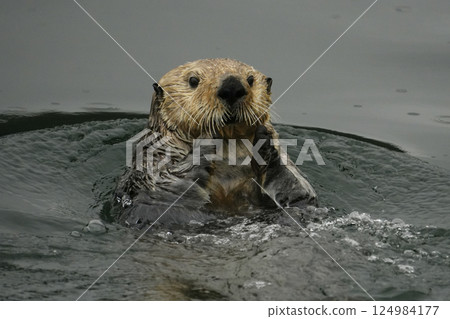 Sea otter Sea otter 124984177