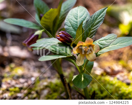 Hashiridoro花 124984225