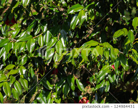 金魚葉山茶葉[葉尖像金魚尾鰭一樣開裂的稀有品種] 124984431