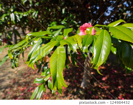 金魚葉山茶葉[葉尖像金魚尾鰭一樣開裂的稀有品種] 124984432