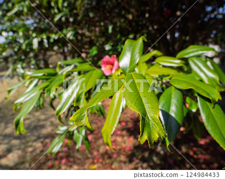 金魚葉山茶葉[葉尖像金魚尾鰭一樣開裂的稀有品種] 124984433