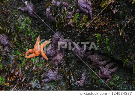 Starfish on the reef 124984587