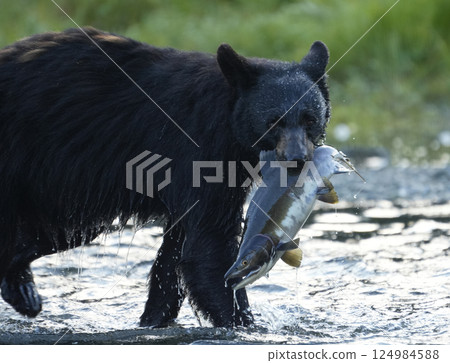 Black bear catching salmon Black bear catching salmon 124984588