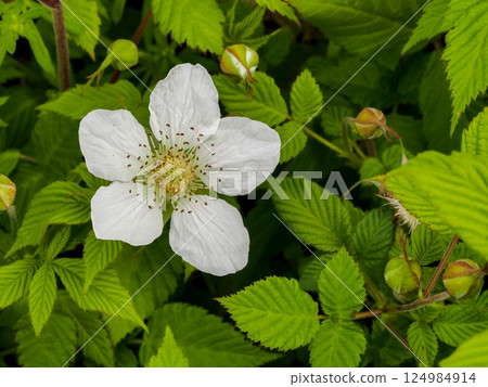 白柏草莓花 124984914