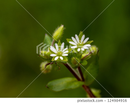 Small white flowers of chickweed 124984916