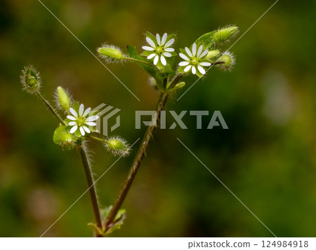 Small white flowers of chickweed 124984918