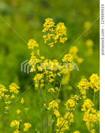 河岸邊盛開的黃芥菜花 河岸邊盛開的黃芥菜花 124984919