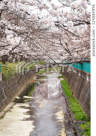 神奈川縣川崎市阿蘇川沿岸的櫻花樹 124984956