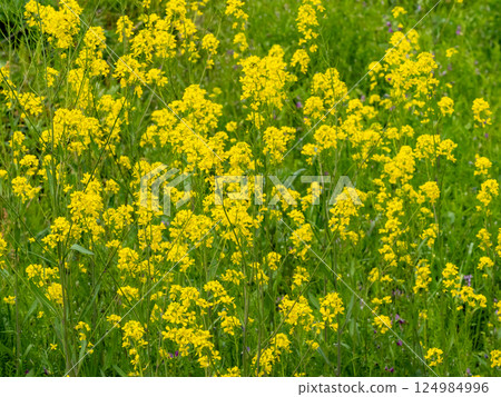 Yellow mustard flowers blooming on the river bank Yellow mustard flowers blooming on the river bank 124984996