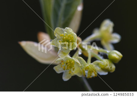 大葉黑文字的雄花 大葉黑文字的雄花 124985033