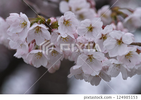 Yoshino cherry tree Yoshino cherry tree 124985153
