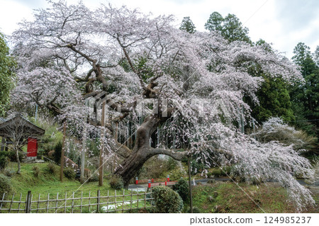 Weeping cherry blossoms in full bloom at Senpukuji Temple in Daigo Town, Ibaraki Prefecture Weeping cherry blossoms in full bloom at Senpukuji Temple in Daigo Town, Ibaraki Prefecture 124985237