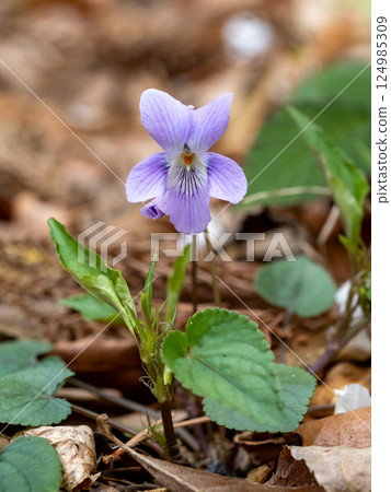 Viola grypocera Viola grypocera 124985309