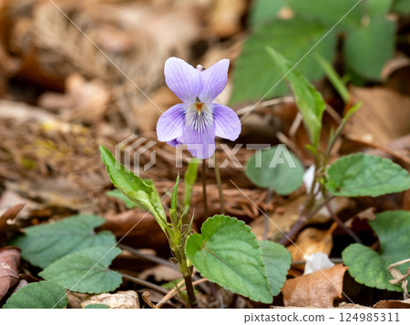Viola grypocera Viola grypocera 124985311