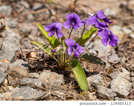 Japanese violets blooming on the roadside Japanese violets blooming on the roadside 124985313