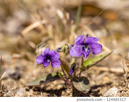Japanese violets blooming on the roadside Japanese violets blooming on the roadside 124985317
