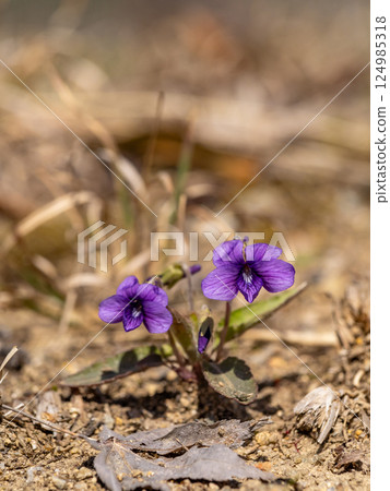 Japanese violets blooming on the roadside Japanese violets blooming on the roadside 124985318