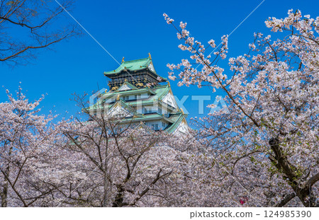 Spring in April: Cherry blossoms in full bloom and Osaka Castle tower against the blue sky 124985390