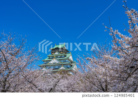 Spring in April: Cherry blossoms in full bloom and Osaka Castle tower against the blue sky 124985401