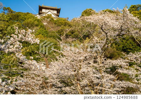 (Aichi Prefecture) Cherry blossoms bloom at Inuyama Castle, a national treasure, seen from the banks of the Kiso River (Aichi Prefecture) Cherry blossoms bloom at Inuyama Castle, a national treasure, seen from the banks of the Kiso River 124985688