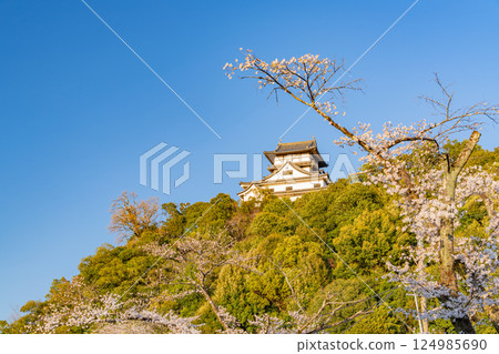 (Aichi Prefecture) Cherry blossoms bloom at Inuyama Castle, a national treasure, seen from the banks of the Kiso River 124985690