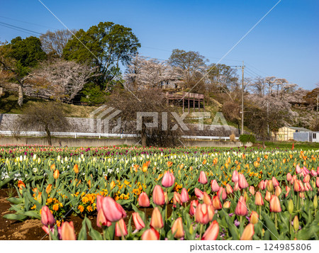 Tulip fields and cherry blossoms (Akebonoyama Agricultural Park, Kashiwa City, Chiba Prefecture) 124985806