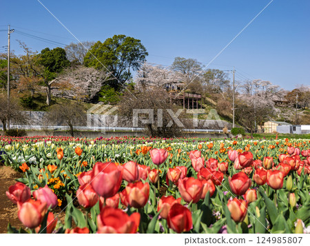 Tulip fields and cherry blossoms (Akebonoyama Agricultural Park, Kashiwa City, Chiba Prefecture) 124985807