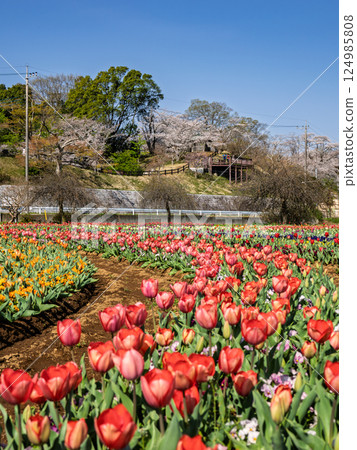 鬱金香田和櫻花(千葉縣柏市曙山農業公園) 鬱金香田和櫻花(千葉縣柏市曙山農業公園) 124985808