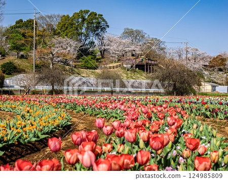 鬱金香田和櫻花(千葉縣柏市曙山農業公園) 鬱金香田和櫻花(千葉縣柏市曙山農業公園) 124985809