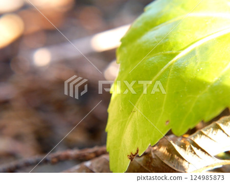 Sunlit leaves 124985873