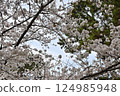 櫻花和藍天 124985948
