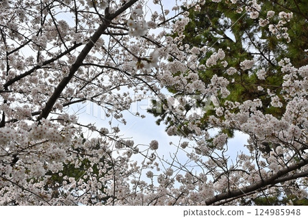 櫻花和藍天 櫻花和藍天 124985948