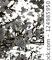 櫻桃花瓣 124985950