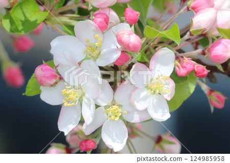 Cute white and pink flowers and buds Cute white and pink flowers and buds 124985958