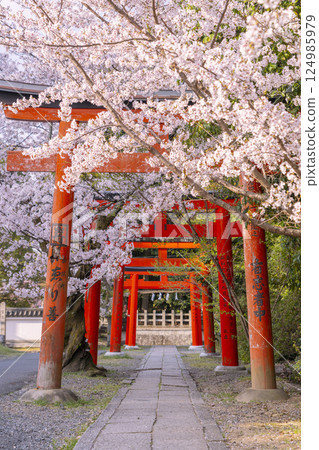 Kyoto, Takenaka Inari Shrine, cherry blossoms in full bloom enveloping the rows of torii gates Kyoto, Takenaka Inari Shrine, cherry blossoms in full bloom enveloping the rows of torii gates 124985979