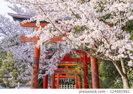 Kyoto, Takenaka Inari Shrine, cherry blossoms in full bloom enveloping the rows of torii gates Kyoto, Takenaka Inari Shrine, cherry blossoms in full bloom enveloping the rows of torii gates 124985981