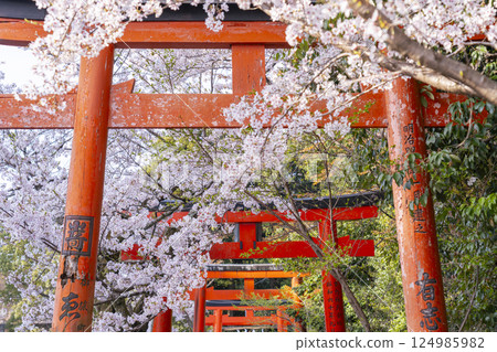 Kyoto, Takenaka Inari Shrine, cherry blossoms in full bloom enveloping the rows of torii gates 124985982